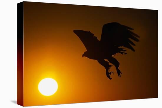 Golden Eagle Flying at Sunrise-W. Perry Conway-Premier Image Canvas