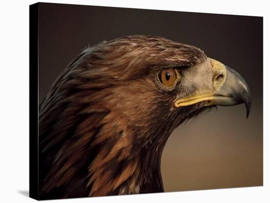 Golden Eagle, Highland Region, Scotland, United Kingdom-Roy Rainford-Premier Image Canvas