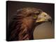 Golden Eagle, Highland Region, Scotland, United Kingdom-Roy Rainford-Premier Image Canvas