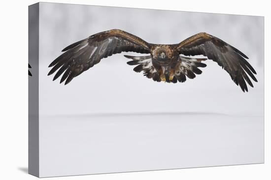 Golden eagle in flight over snow, Lapland, Sweden-Staffan Widstrand-Premier Image Canvas