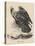 Golden Eagle, Litho by J.T. Bowen, from 'Birds of America', 1840-John James Audubon-Premier Image Canvas