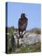 Golden Eagle, on Moorland, Captive, United Kingdom, Europe-Toon Ann & Steve-Premier Image Canvas