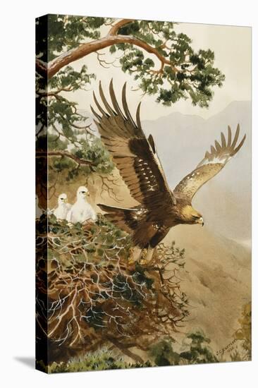Golden Eagle with Young, Aviemore-John Cyril Harrison-Premier Image Canvas