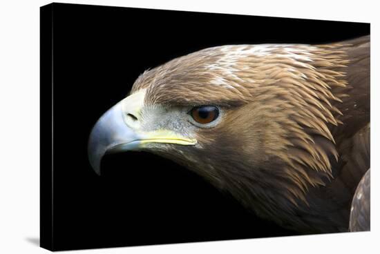 Golden Eagle-Linda Wright-Premier Image Canvas