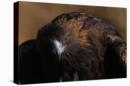 Golden Eagle-W. Perry Conway-Premier Image Canvas