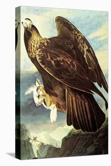 Golden Eagle-John James Audubon-Stretched Canvas