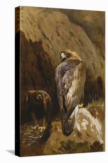 Golden Eagles at their Eyrie-Archibald Thorburn-Premier Image Canvas