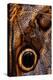 golden-edged owl-butterfly wing detail-claudio contreras-Premier Image Canvas