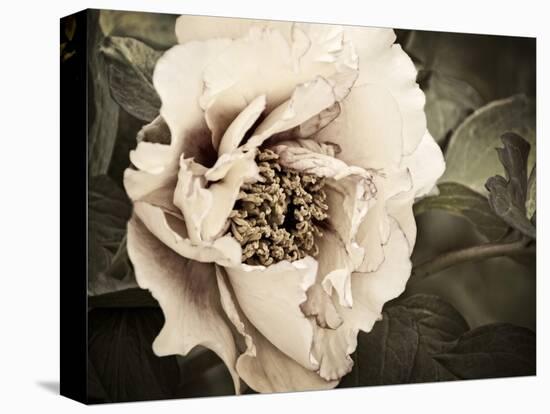 Golden Era Peony I-Rachel Perry-Stretched Canvas