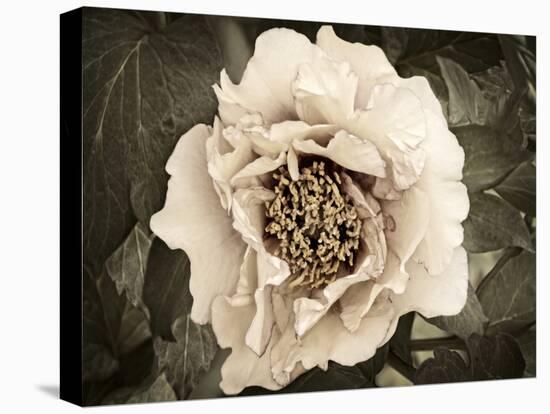 Golden Era Peony II-Rachel Perry-Stretched Canvas