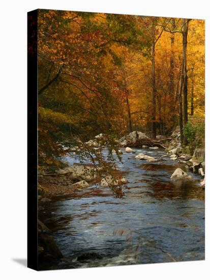 Golden foliage reflected in mountain creek, Smoky Mountain National Park, Tennessee, USA-Anna Miller-Premier Image Canvas