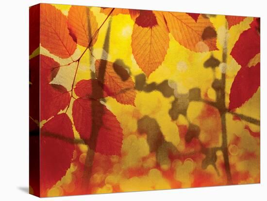 Golden Foliage-James McMasters-Stretched Canvas