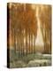 Golden Forest II-Tim OToole-Stretched Canvas