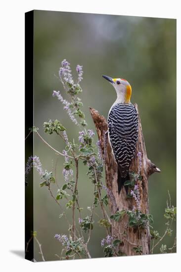 Golden-fronted woodpecker feeding.-Larry Ditto-Premier Image Canvas