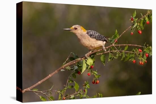 Golden-fronted Woodpecker (Melanerpes aurifrons) perched-Larry Ditto-Premier Image Canvas