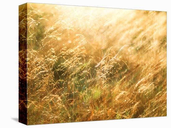 Golden Grass-null-Premier Image Canvas