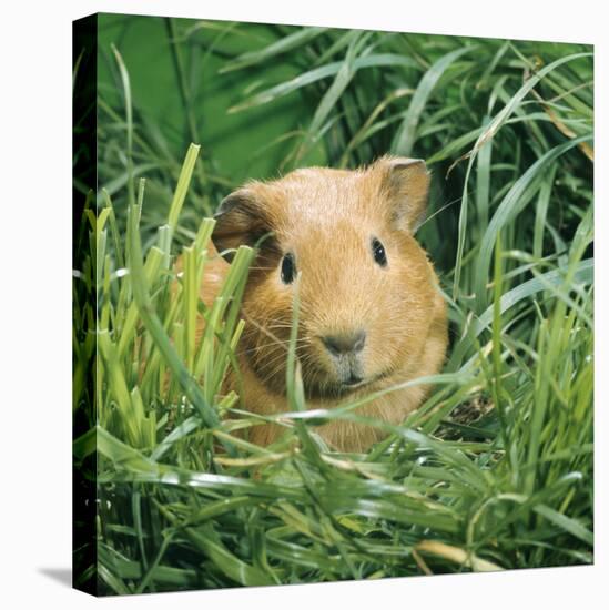 Golden Guinea Pig in Long Grass, UK-Jane Burton-Premier Image Canvas