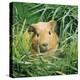 Golden Guinea Pig in Long Grass, UK-Jane Burton-Premier Image Canvas