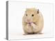 Golden Hamster Washing Itself-Mark Taylor-Premier Image Canvas