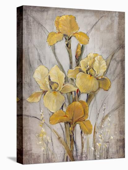 Golden Irises I-Tim O'toole-Stretched Canvas