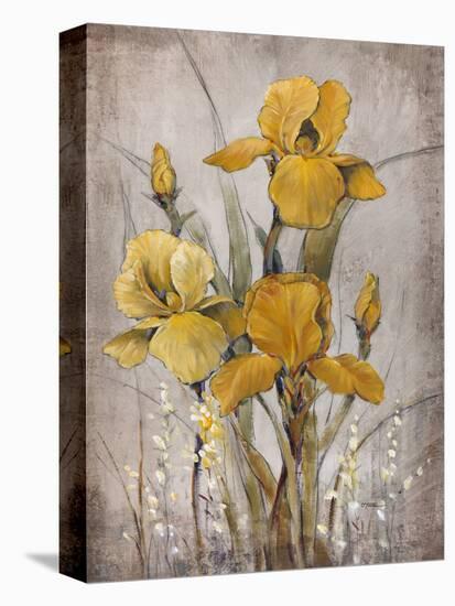 Golden Irises II-Tim O'toole-Stretched Canvas