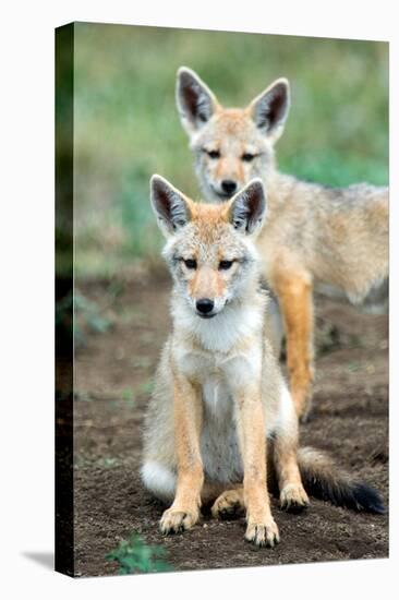 Golden jackal (Canis aureus) cubs, Ndutu, Ngorongoro Conservation Area, Tanzania-null-Premier Image Canvas