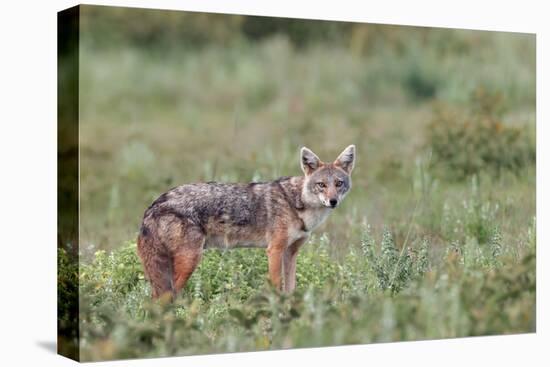 Golden jackal, Serengeti National Park, Tanzania, Africa-Adam Jones-Premier Image Canvas