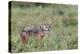 Golden jackal, Serengeti National Park, Tanzania, Africa-Adam Jones-Premier Image Canvas