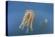 Golden Jellyfish, Raja Ampat, Indonesia-Stocktrek Images-Premier Image Canvas