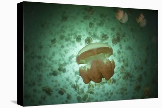 Golden Jellyfish Swim Inside a Lake in the Republic of Palau-Stocktrek Images-Premier Image Canvas