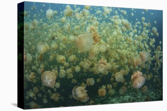 Golden Jellyfish Swim Inside a Lake in the Republic of Palau-Stocktrek Images-Premier Image Canvas