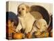 Golden Labrador Retriever Puppies, USA-Lynn M. Stone-Premier Image Canvas
