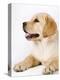 Golden Labrador Retriever Puppy-Martin Harvey-Premier Image Canvas