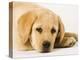 Golden Labrador Retriever Puppy-Martin Harvey-Premier Image Canvas