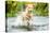 Golden Labrador running through a shallow river-John Alexander-Premier Image Canvas