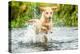 Golden Labrador running through a shallow river-John Alexander-Premier Image Canvas