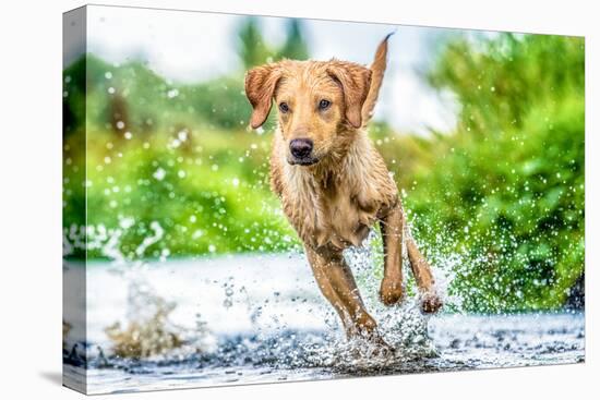 Golden Labrador running through a shallow river-John Alexander-Premier Image Canvas