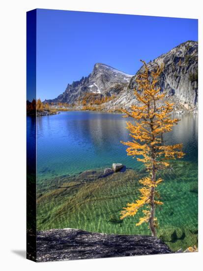 Golden Larch Tree, Enchantment Lakes, Alpine Lakes Wilderness, Washington, Usa-Jamie & Judy Wild-Premier Image Canvas