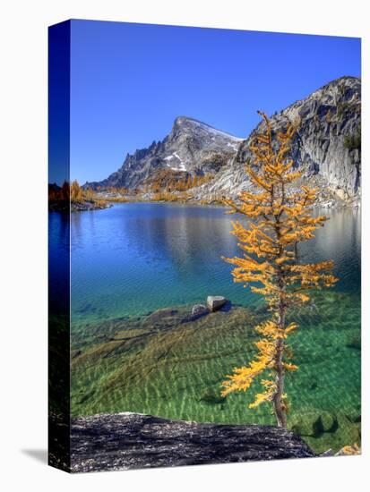 Golden Larch Tree, Enchantment Lakes, Alpine Lakes Wilderness, Washington, Usa-Jamie & Judy Wild-Premier Image Canvas