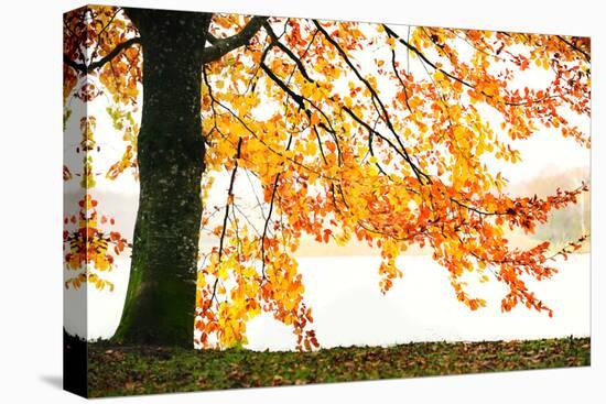 Golden Leaves-Philippe Sainte-Laudy-Premier Image Canvas