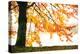 Golden Leaves-Philippe Sainte-Laudy-Premier Image Canvas