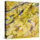 Golden Leaves-Sharon Pitts-Premier Image Canvas