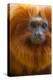 Golden Lion Tamarin (Leontopithecus Rosalia) Captive, Occurs in the Atlantic Rainforest of Brazil-Edwin Giesbers-Premier Image Canvas