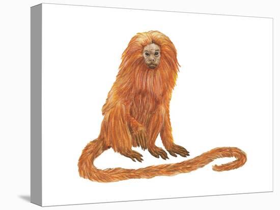 Golden Lion Tamarin or Golden Lion Marmoset (Leontideus Rosalia), Mammals-Encyclopaedia Britannica-Stretched Canvas