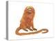 Golden Lion Tamarin or Golden Lion Marmoset (Leontideus Rosalia), Mammals-Encyclopaedia Britannica-Stretched Canvas