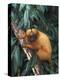 Golden Lion Tamarin-Tony Heald-Premier Image Canvas