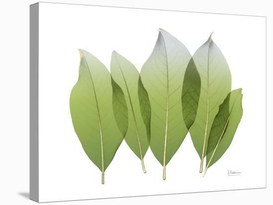 Golden Magnolia Leaf-Albert Koetsier-Stretched Canvas