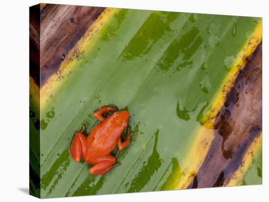 Golden Mantella Frog on Leaf, Madagascar-Edwin Giesbers-Premier Image Canvas