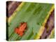 Golden Mantella Frog on Leaf, Madagascar-Edwin Giesbers-Premier Image Canvas