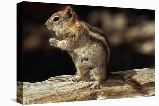 Golden-Mantled Ground Squirrel (Spermophilus Lateralis) on a Log-George D Lepp-Premier Image Canvas